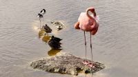 Flamingos, Isabela &ndash; &copy; Mareike Schmidt (Eberhardt TRAVEL)