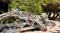 Meerechsen, Isabela &ndash; &copy; Mareike Schmidt (Eberhardt TRAVEL)