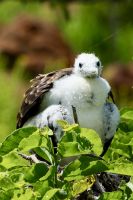 Fregattvogel, Insel Nord Seymour  &ndash; &copy; Mareike Schmidt (Eberhardt TRAVEL)