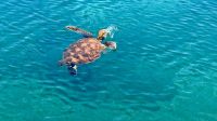 Wasserschildkröte, Los Tuneles, Isabela &ndash; &copy; Mareike Schmidt (Eberhardt TRAVEL)
