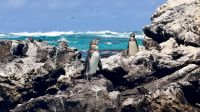 Galapagos-Pinguin, Los Tuneles, Isabela &ndash; &copy; Mareike Schmidt (Eberhardt TRAVEL)