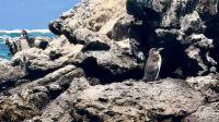 Galapagos-Pinguin, Los Tuneles, Isabela &ndash; &copy; Mareike Schmidt (Eberhardt TRAVEL)