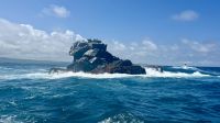 Nazcatölpel, Los Tuneles, Roca Unión, Isabela &ndash; &copy; Mareike Schmidt (Eberhardt TRAVEL)