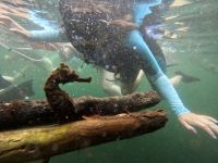 Seepferdchen, Schnorcheln, Los Tuneles &ndash; &copy; Mareike Schmidt (Eberhardt TRAVEL)