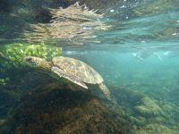 Wasserschildkröte, Schnorcheln, Los Tuneles &ndash; &copy; Mareike Schmidt (Eberhardt TRAVEL)