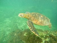 Wasserschildkröte, Schnorcheln, Los Tuneles &ndash; &copy; Mareike Schmidt (Eberhardt TRAVEL)