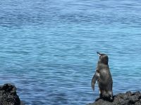 Galapagos  - Insel Isabela - Los Tuneles - Pinguin