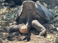 Insel Isabela - Schildkrötenzentrum