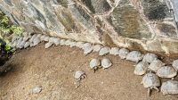 Isla Isabela - Schildkrötenaufzuchtstation