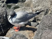 Möwe