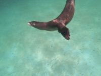 Schnorcheln vor der Isla Lobos