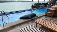 Seelöwe im Hotel Isla Sol