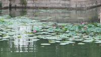 0178 Peking - Besuch des Sommerpalastes - Lotos