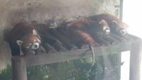 Guilin, Siebensterne-Park - rote Pandas