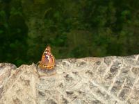 114 Schmetterling
