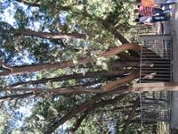 Peking - KaisergrÃ€ber der Ming-Dynastie - Hirschgeweihbaum