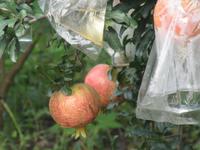 Xian - GranatÃ€pfel