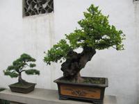 Suzhou - Garten des Meisters der Netze - Bonsai