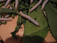 Suzhou - Seidenmanufaktur - Seidenraupen