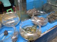 Suzhou - Rikschafahrt - Stopp am Blumen- und Haustiermarkt