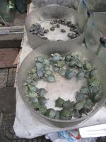 Suzhou - Rikschafahrt - Stopp am Blumen- und Haustiermarkt