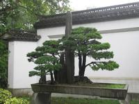 Hangzhou - Bonsai-Garten - Westsee