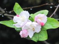 Hangzhou - Parkanlage am Westsee -