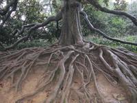 Hangzhou - Parkanlage am Westsee -