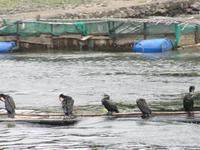 Guilin - Schifffahrt auf dem Li-Fluss - Komorane