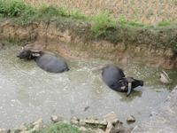 Yangshou - Fahrt durch Bauernland