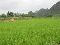 Yangshou - Fahrt durch Bauernland
