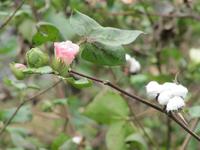 Yangshou - Fahrt durch Bauernland - Baumwolle