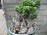 Kanton - Tempelkloster Liurong Si - Bonsai