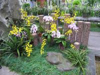 Kanton - Orchideen-Garten