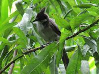 Kanton - Orchideen-Garten