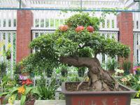 Kanton - Orchideen-Garten - Granatapfel-Bonsai