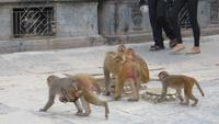 1275 Kathmandu - Swayambhunath-Stupa auch Affentempel genannt
