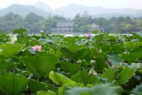 Hangzhou Westsee (3)