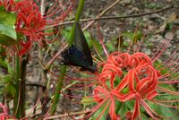 Hangzhou Westsee (13)