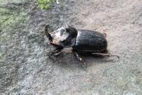 Nashornkäfer