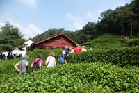 In der Teeplantage  (1)