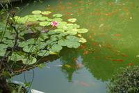 In der Teeplantage  (4)