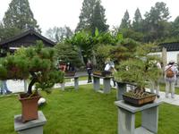 Hangzhou; Bonsaigarten (2)