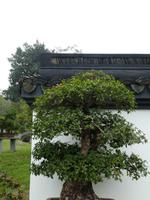 Hangzhou; Bonsaigarten (5)