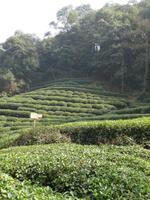 Hangzhou; Drachenbrunnendorf (3)