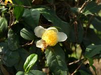 Hangzhou; Drachenbrunnendorf (5)