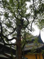 Hangzhou; Lingyin Tempel (7)