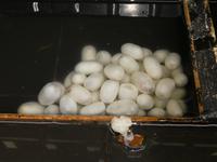 Suzhou; Seidenspinnerei (6)