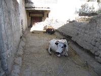 Altstadt von Gyantse