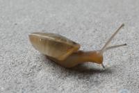 ...fühlt sich wohl bei Regen &ndash; &copy; Frank Nimschowski (Eberhardt TRAVEL)